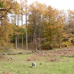 Tatil Evi Rowan - Woodland